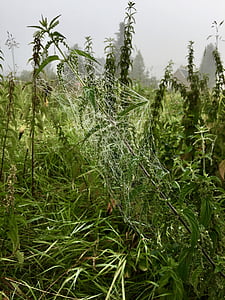 蜘蛛网, morgenstimmung, 雾, 草甸