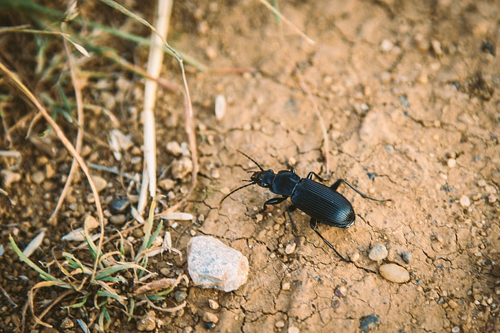 animal, beetle, black, close-up, daylight, environment, grass