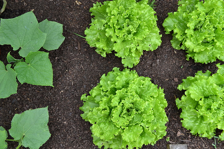 vegetable garden, cucumber, cucumber plant, batavia, lettuce, green salad, harvest