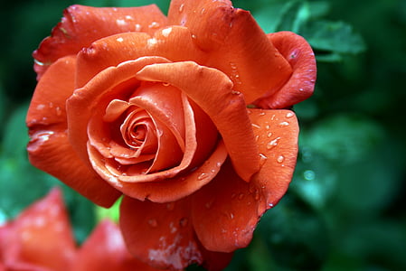 rose, red, blossom, bloom, rose family, romantic, rose bloom