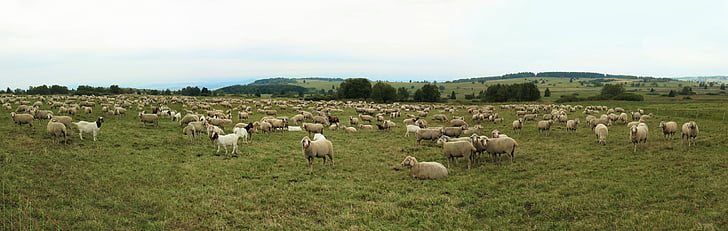 sheep, goats, flock, quadruped, schäfer, autumn, rhön