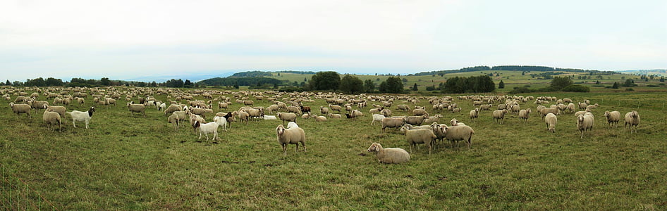 avių, ožkos, pulko, keturkojis, Schäfer, rudenį, Rhön