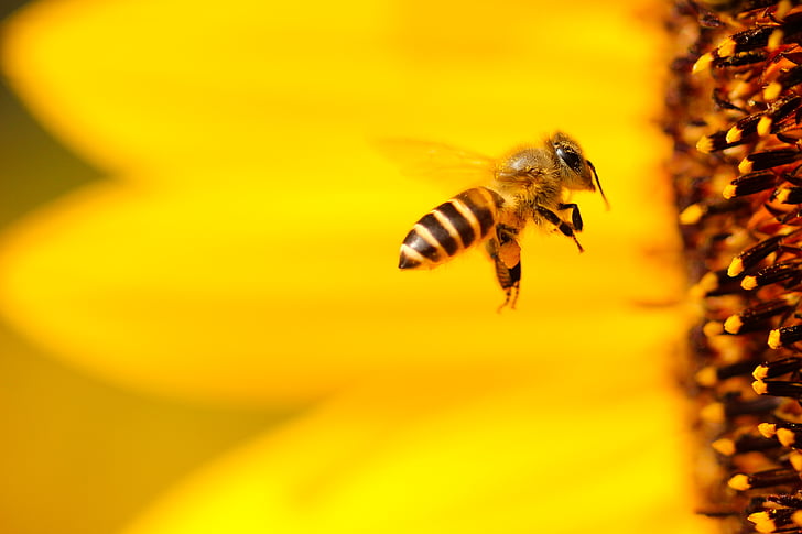 makronaredbe, metak, pčela, cvijet, pčela letjeti, krilo, životinjske teme