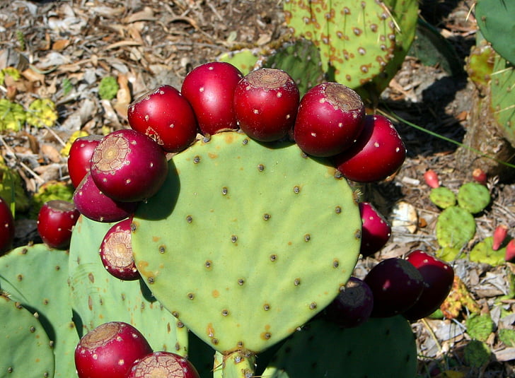 cactus, prickly pear, thorny, edible, desert, green, succulent