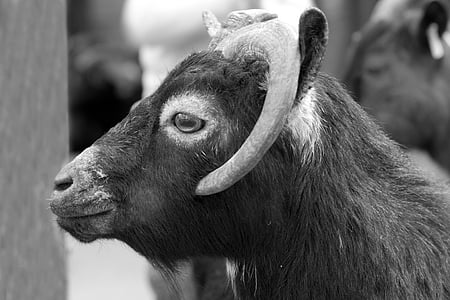 black and white, goat, zoo, animal portrait