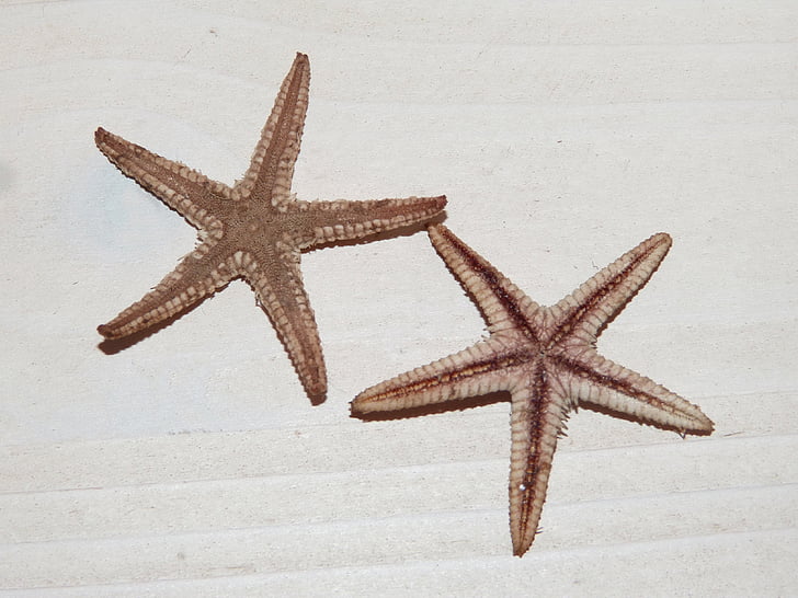 Sea star, Star, søstjerne