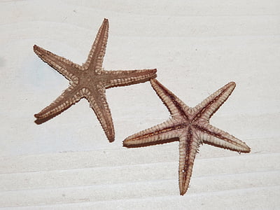 морска звезда, звезда, морска звезда