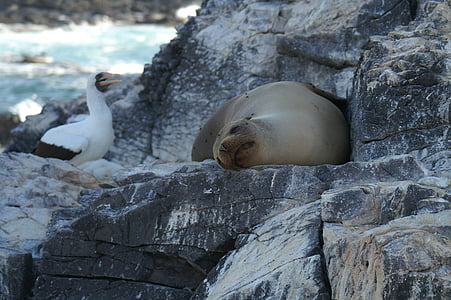 sleeping, seagull, rock, landscape, sea, blue, animal