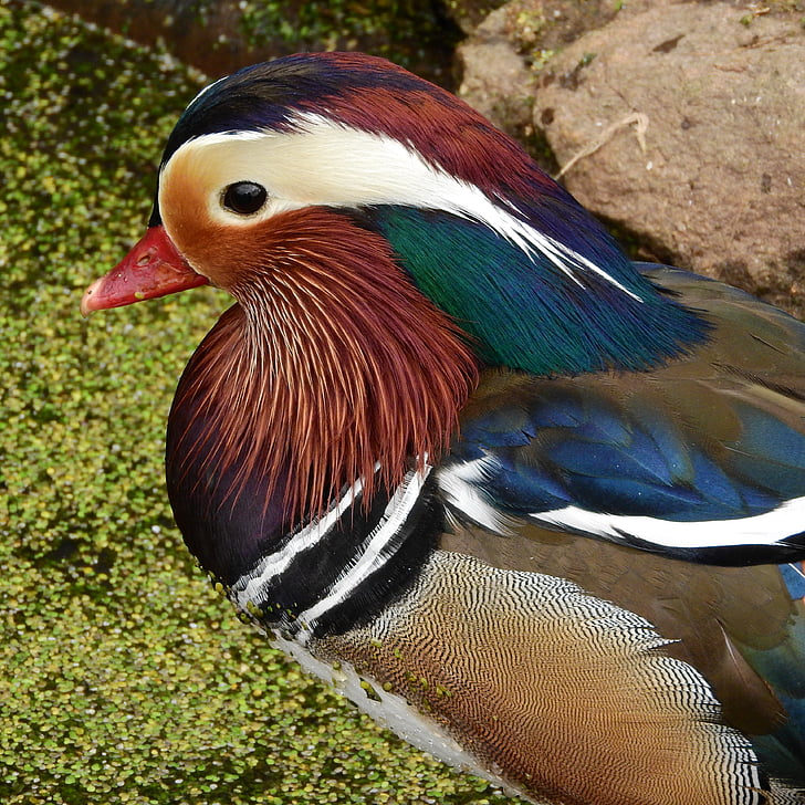 Mandarin mandarin, Drake, søt, vrubozobí, en dekorativ duck, en dekorativ fugl, Aix galericulata