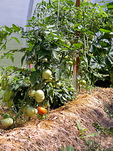 kasvuhoonegaaside, tomatid, toitumine, toidu, taimetoitlus, köögiviljad, kasutada