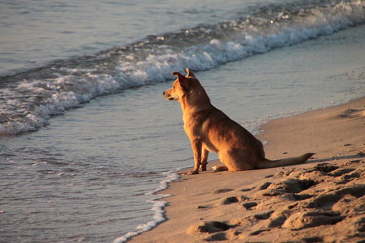 cão, praia, areia, água, oceano, mar, ondas