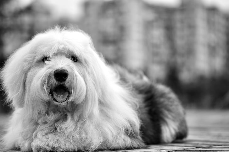 adorable, animal, en blanc i negre, canina, valent, gos, pelut