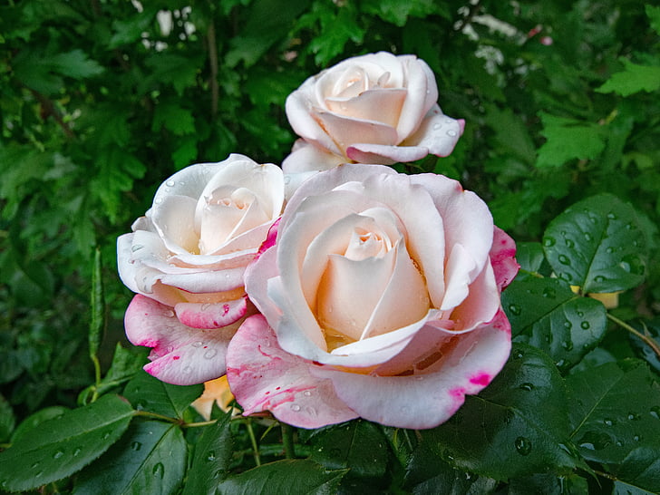 Rosa, nostàlgia, floribunda, flors, vermell, blanc, flor