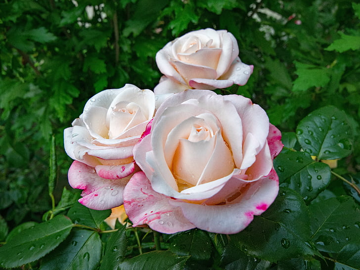 rose, nostalgia, floribunda, flowers, red, white, blossom