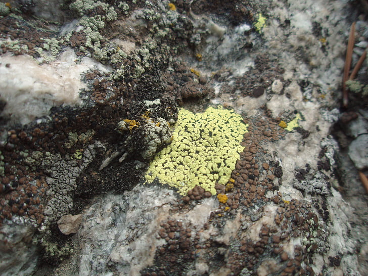 lichen, nature, champignon, vert lichen, gros plan