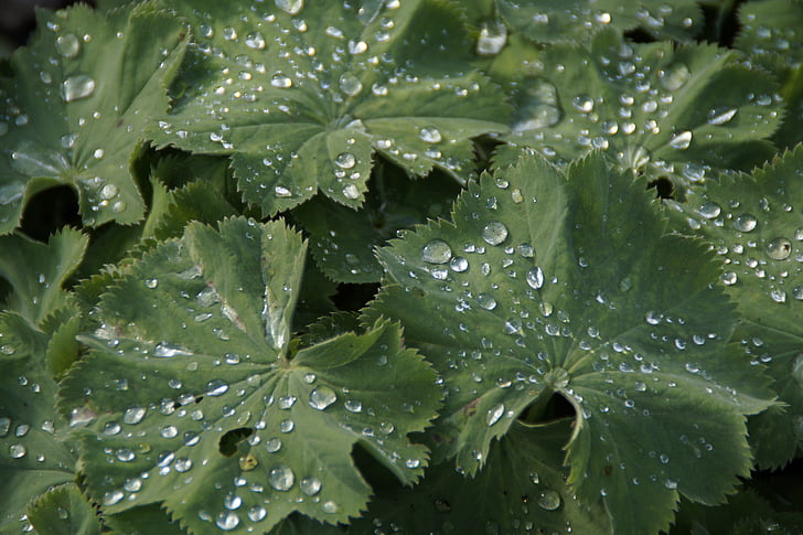 pozostawia, kropla deszczu, kroplówki, kropla wody, Rosie, zielony, liść