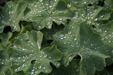 lišće, kapljica kiše, kapanje, kap vode, kap, zelena, list
