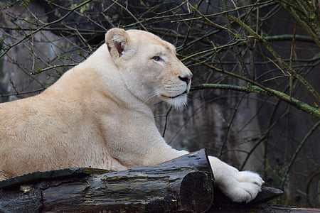 Leão, leão branco, jardim zoológico