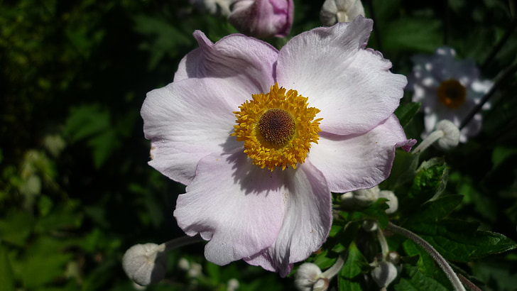 Zawilec japoński, jasny różowy, sporo kwitnienia krzew, ogród, kwiat lato