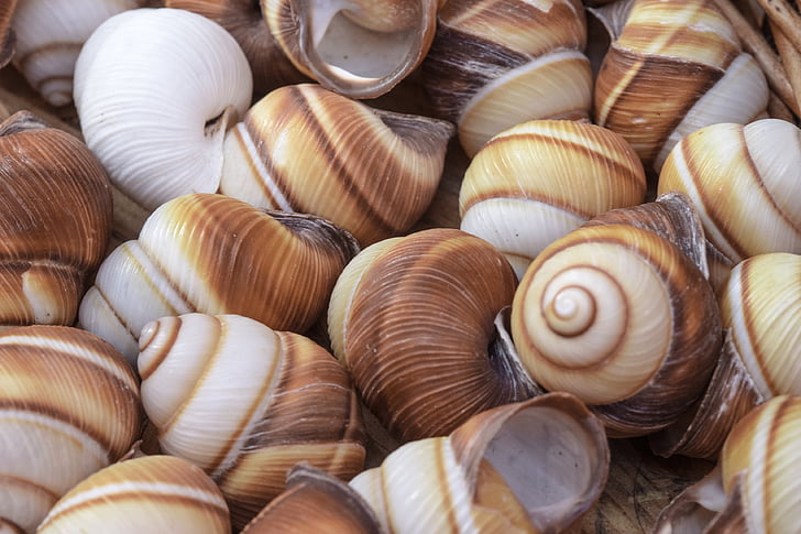 snails, shell, mollusk, close, snail, snail shell, snail shells