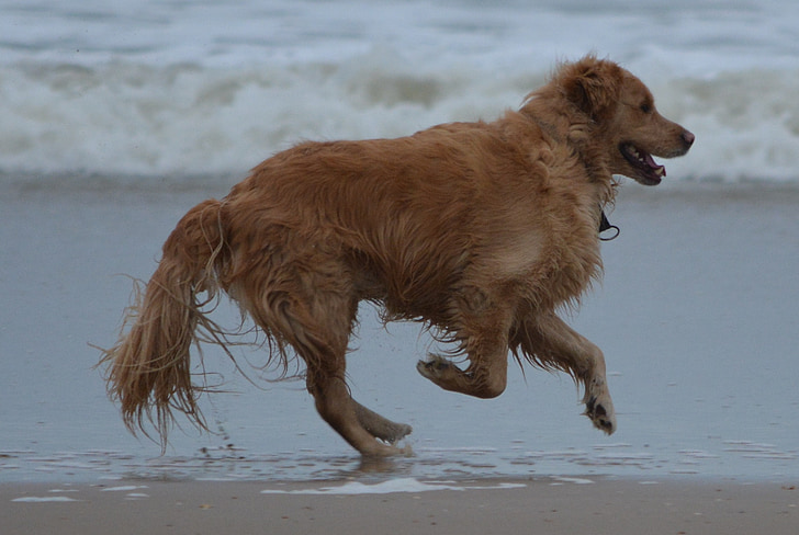 hond, zee, dier, strand, Golden retriever