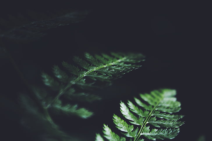 superficial, foco, fotografia, verde, folha, plantas, escuro