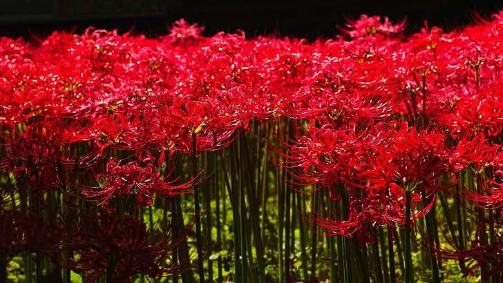 Blumen für, Lycoris squamigera, rote Blume, gilsang