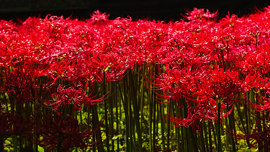 virágok, lycoris squamigera, piros virág, gilsang