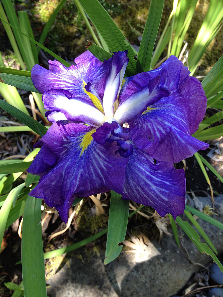 Iris, Bloom, Japanska, prydnadsväxter, Trädgårdsskötsel, blommande, deep purple