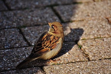 Sparrow, fuglen, liten, søt, natur, fjærdrakt, unge