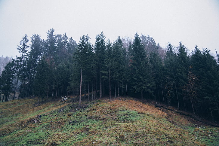 forest, hill, mountains, nature, landscape, tree, sky