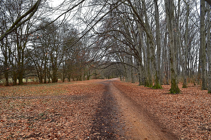 away, forest, autumn, leaves, on foot, trees, forest path