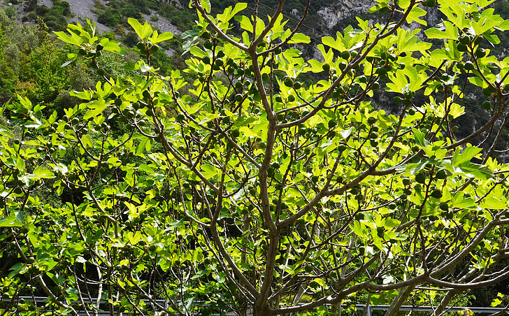 смокиново дърво, смокинови листа, плодове, незрели, обратно светлина, истински страхливец, смокини