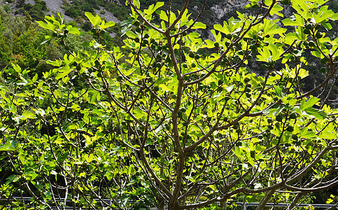 árbol de higo, hojas de higuera, frutas, no madura, luz de nuevo, verdadero cobarde, higos