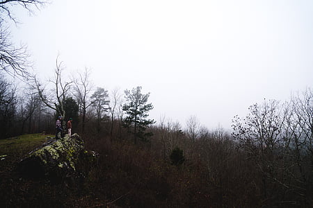 2, 사람들, 근처, 맨 손으로, 나무, 취소, 스카이