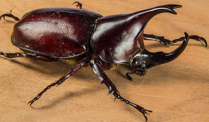 coléoptères tropicaux, Rhinoceros beetle, riesenkaefer, Beetle, insecte, animal, nature