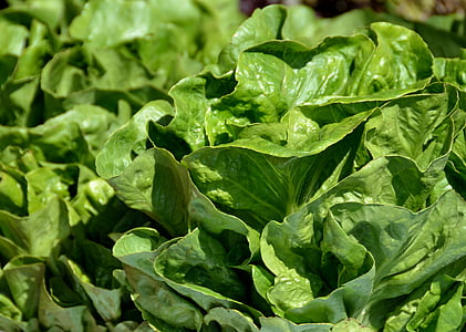 hlávkový salát, čerstvé, jídlo, zdravé, zelenina, organický, zelená