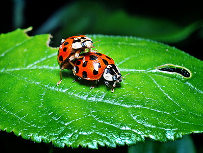 ladybugs, multiplication, leaf, macro, closeup, sex, copulation