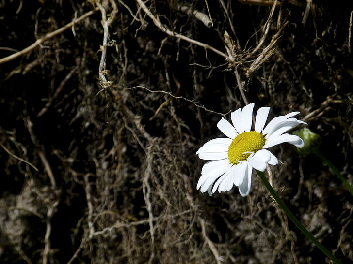 Daisy, virág, Wild flower, rét, közeli kép:, természet, Flóra