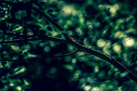 ants, bokeh, insect, leaves, nature, photography, tree branch