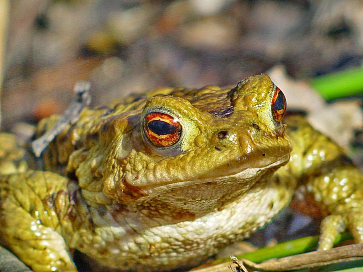 frog, toad, amphibians, nature, animal, aquatic animal