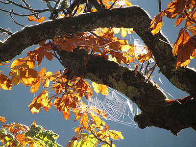 spindelvæv, efterår, blade, gyldne efterår, træ, natur, blad