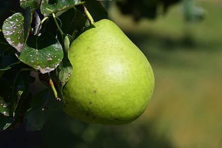 pear, fruit, fruits, summer, healthy, green, vitamins