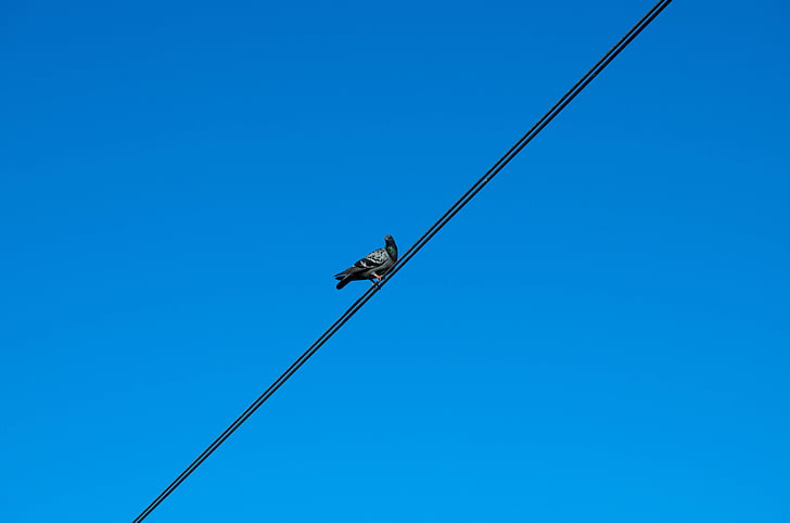 Pigeon, câble, Sky, haute tension, électrique, bleu, Clear sky
