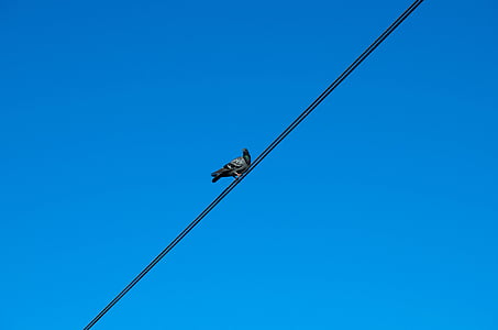 gołąb, kabel, niebo, wysokiego napięcia, elektryczne, niebieski, czyste niebo
