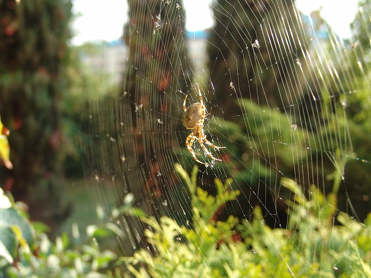 laba-laba, Hotel, serangga, sarang laba-laba, alam, makro, Cobweb