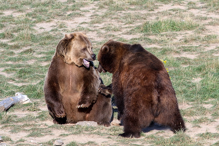 Grizzly gấu, hoa râm, gấu, động vật ăn thịt, động vật hoang dã, nguy hiểm, động vật
