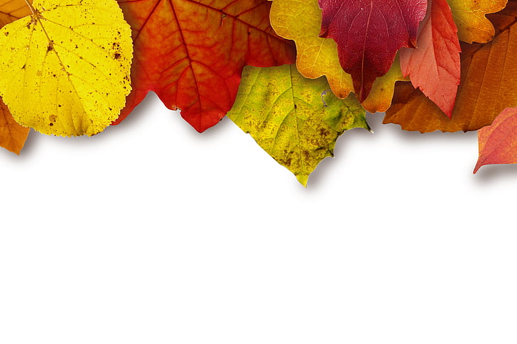 Есен, цвят, цветни, цветни, Есен, листа, кленови листа