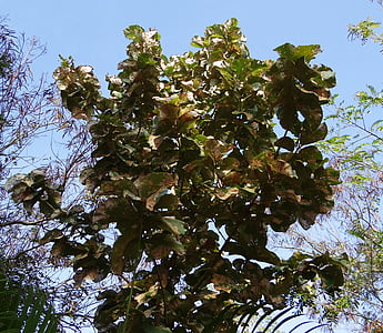 Tectona Грандіс, тика, дерево, листяні, широколистими, Пиломатеріали, hubli