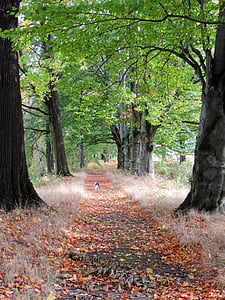 Callejón de, árbol, naturaleza, el silencio, hojas amarillas, otoño, espaciador